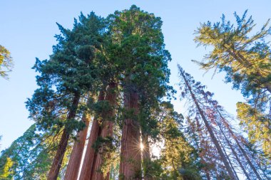 Sequoia ve Kings Kanyon Milli Parkı, California Sekoya ağaçları