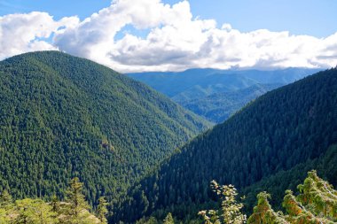 Olimpik Milli Parkı, Washington'da dağlık orman