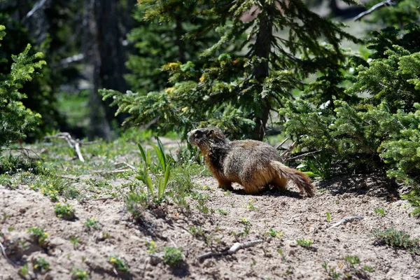 Marmotte Sauvage Dans Monument National Cedar Breaks Utah — Photo
