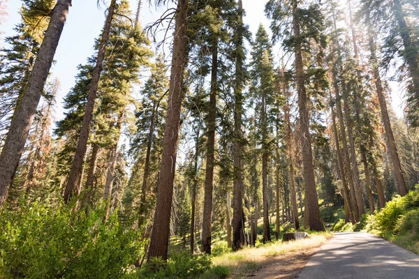 セコイア国立公園とキングスキャニオン国立公園 カリフォルニア州のセコイアの木 — ストック写真