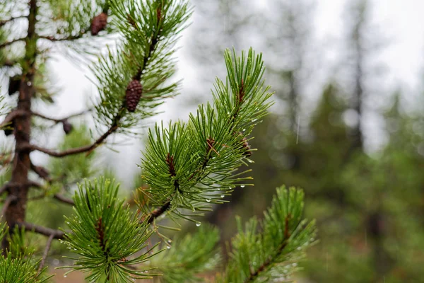 Close Douglas Fir Trees Hood National Forest Oregon — Stock Photo, Image