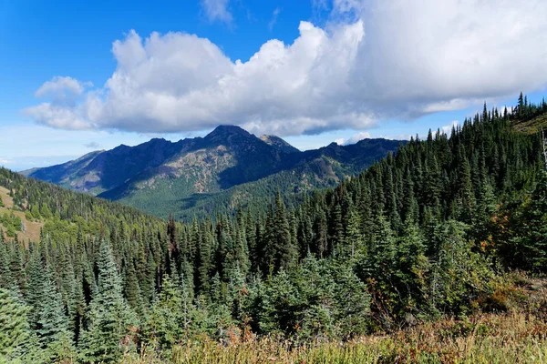 Douglaska Lesy Podél Hurikánu Hill Stezka Olympic National Park — Stock fotografie