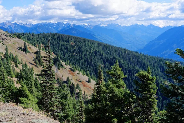 Douglas köknar ormanları boyunca kasırga Hill iz, olimpik Milli Parkı