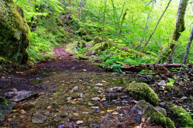Diablo göl iz North Cascades Milli Park, Washington