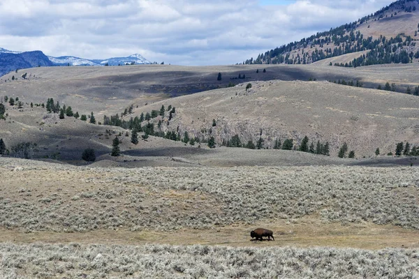 Bison Solitario Nel Lamar Valley Yellowstone National Park — Foto Stock