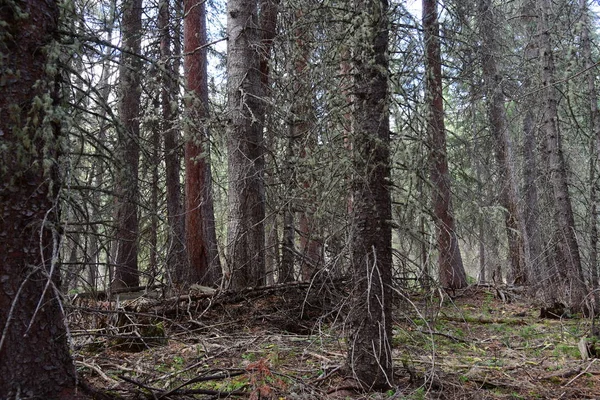 Плотный лес в Скалистых горах — стоковое фото
