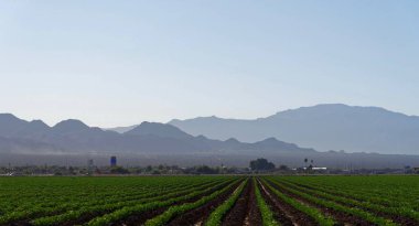 Marana yakınlarındaki tarım arazisi, Pima County, Arizona