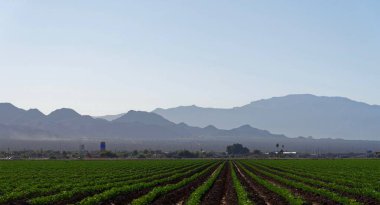 Farmland near Marana, Pima County, Arizona clipart