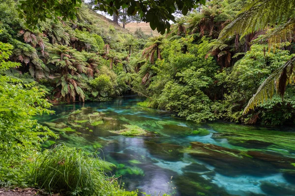 Blue Spring, in the Waikato region of New Zealand — Stock Photo, Image