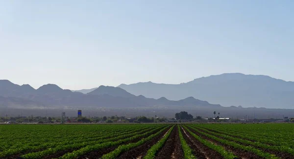 Ферма рядом с Мараной, округ Пима, Аризона Стоковое Изображение
