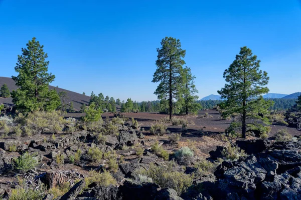 Ponderosa pineta nel Cratere del Tramonto Vulcano Monumento Nazionale — Foto Stock