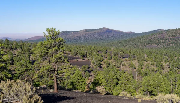 Ponderosa pineta nel Cratere del Tramonto Vulcano Monumento Nazionale — Foto Stock