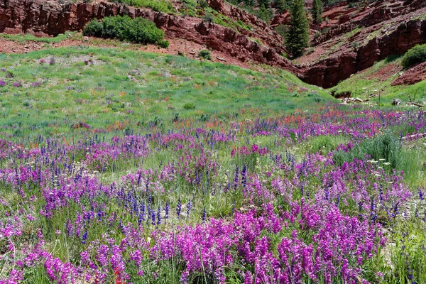 Fiori selvatici alpini lungo lo Skyway di San Juan — Foto Stock