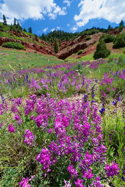 Alpine wildflowers along the San Juan Skyway Royalty Free Stock Images