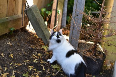 Kürklü siyah beyaz bir rakun kedisi.