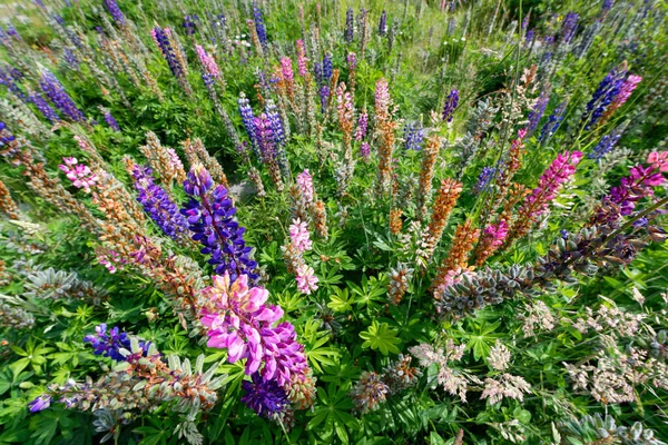 Kleurrijke Lupine Alpine Wilde Bloemen Het Zuidereiland Van Nieuw Zeeland — Stockfoto