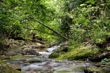 Gemi Koyu Şelalesi Yürüyüşü Kraliçe Charlotte Sound, Yeni Zelanda