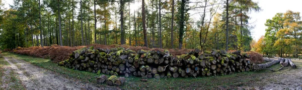 Vista Panorâmica Pilha Madeira Derrubada New Forest Hampshire — Fotografia de Stock