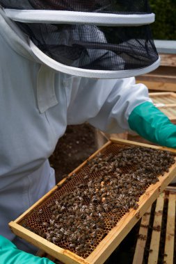 Arıcı kovandaki bir bal çerçevesini inceliyor.