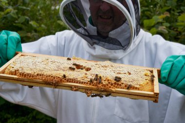 Arıcı kovandaki bir bal çerçevesini inceliyor.