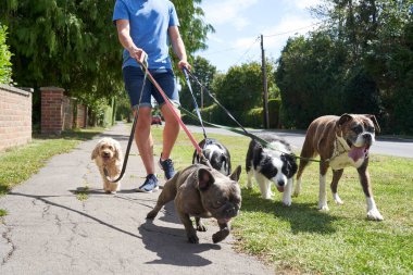 Kenar mahalle boyunca köpekleri gezdiren genç erkek köpek gezdirici.