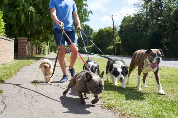 Молодой Выгульщик Собак Выгуливает Собак Пригородной Улице — стоковое фото