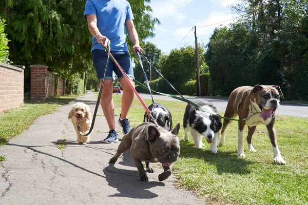 Joven Perro Caminante Paseante Perros Largo Calle Suburbana — Foto de Stock