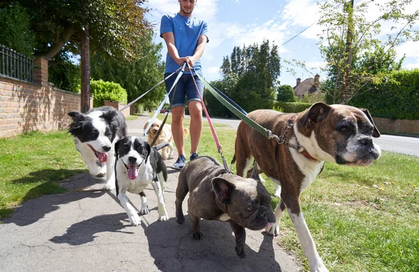 Young male dog walker walking dogs along suburban street