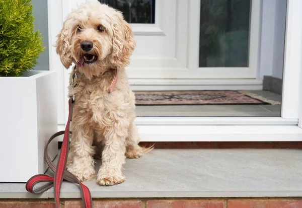 Cockapoo Dog Sitting Door Porch Waiting Taken Walk — Stock Photo, Image