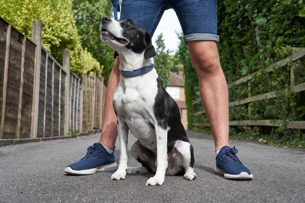 Mestizo Mascota Perro Sentado Mirando Hacia Arriba Propietario — Foto de Stock