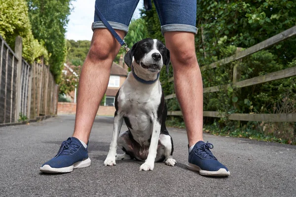 Mestizo Mascota Perro Sentado Entre Los Propietarios Piernas — Foto de Stock