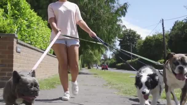 Девочка Выгуливает Собак Пригородной Улице — стоковое видео