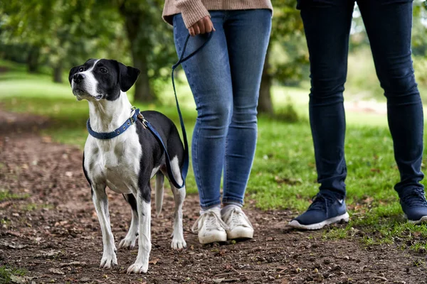 Pet Dog Leash Standing Female Owner Footpath Park — Stock Photo, Image