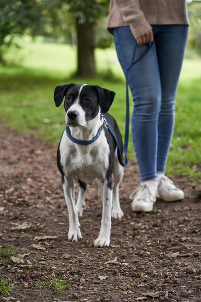 Tasmalı Evcil Köpek Parkta Yaya Yolunda Duran Kadın Sahibi — Stok fotoğraf