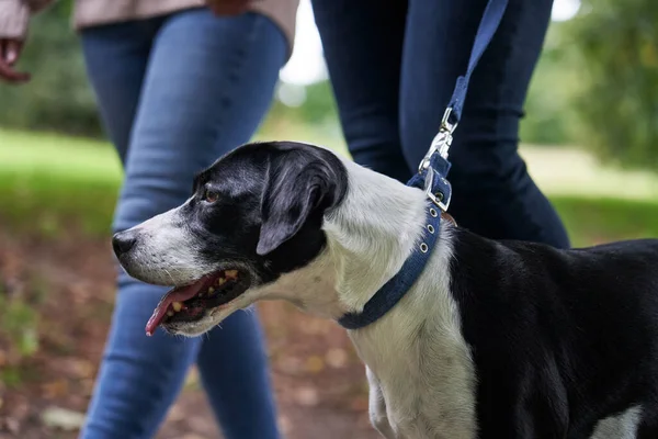 Pareja Joven Paseando Perro Mascota Por Camino Parque — Foto de Stock