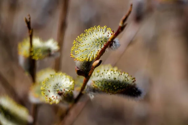 Blossoming Willow Flowers Sunny Meadow Early Spring Flowering Time Willow — Stock Photo, Image