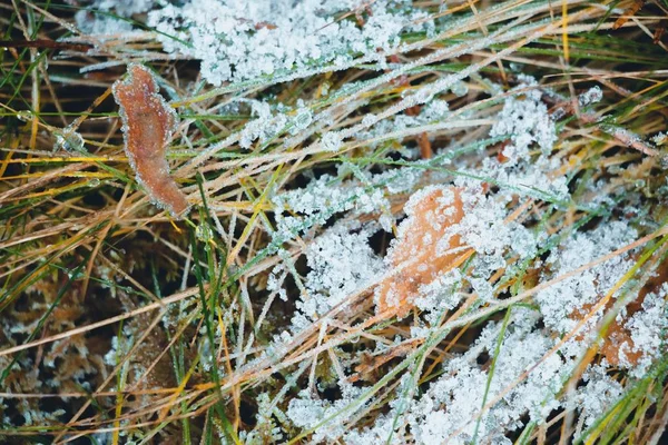 Foglie Secche Che Cadevano Dall Albero All Erba Che Cominciavano — Foto Stock