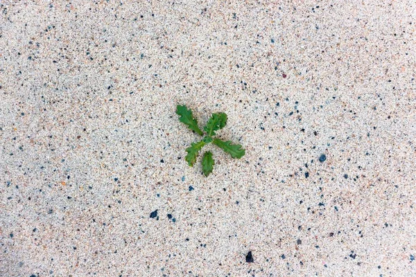 Kuru kuma lahanası küçük bir bitki. Yaşam koşulları olmamasına rağmen sıcak güneşin altında gayret ile büyür.