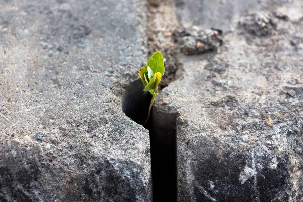 Liten Växt Som Oavsett Vad Växer Genom Konkreta Struktur Det — Stockfoto