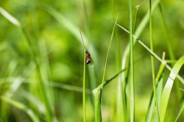 Kanatlı karınca çimenlerin üzerinde oturur. Çimlerin üstünde o zaman o kadar aşağı gezinme çok çirkin bir böcek. Çok güzel ve büyüleyici manzara.