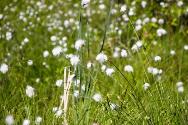 Ormanda bir karahindiba alana benzer çiçek glade ve Astrope ailesine ait. Çok büyük sayılar suda, büyümek.