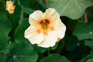 Güzel bir bej çiçek farklı tonları çok böyle renkli büyük bir bahçede büyüyen.