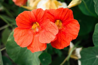 Birçok çiçek çeşidi olan büyük bir bahçe içinde böyle güzel, kırmızı çiçeklerin.