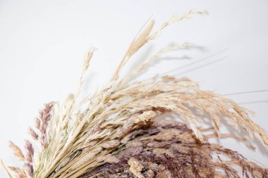 Sulak beyaz bir arka plan üzerinde bitki ve çayır çimen.