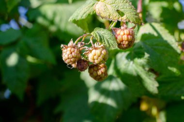 Bahçe vardır olgunlaşmamış ahududu meyveleri güneş tarafından yaktı