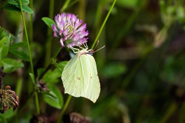 Bir kelebek mor bir çiçek üzerinde yeşil bir renk tonu, vahşi bir ormanın ortasında bir çayır üzerinde nektar toplar.