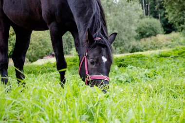 Güzel bir siyah at çim üzerinde kalem yanındaki yeşil glade yeme