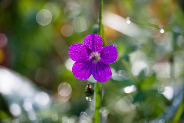 Güzel bir sonbahar sabahı çiğ bir orman glade üzerinde güzel bir çiçek bir mor renk damla