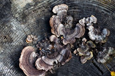 Ormandaki eski ve çürük kütükleri üzerinde çeşitli formlara mantar batağan. Güzel doku