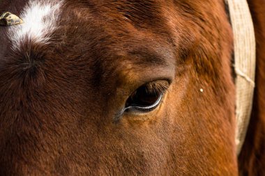 Kırsal yakın çekim kahverengi göz atın